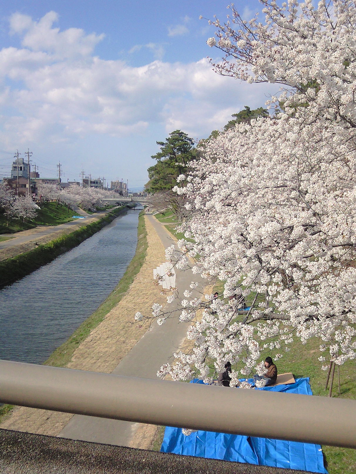 岡崎公園乙川 静かな花見に絶好ポイント