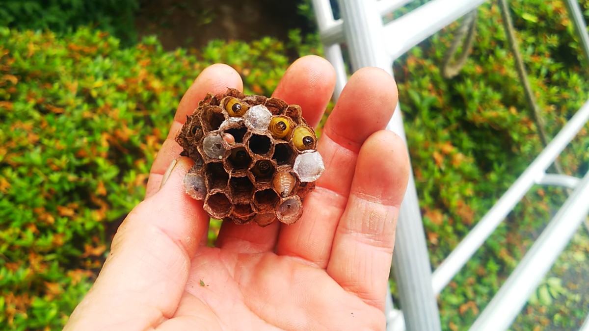 蜂の巣　アシナガ蜂
