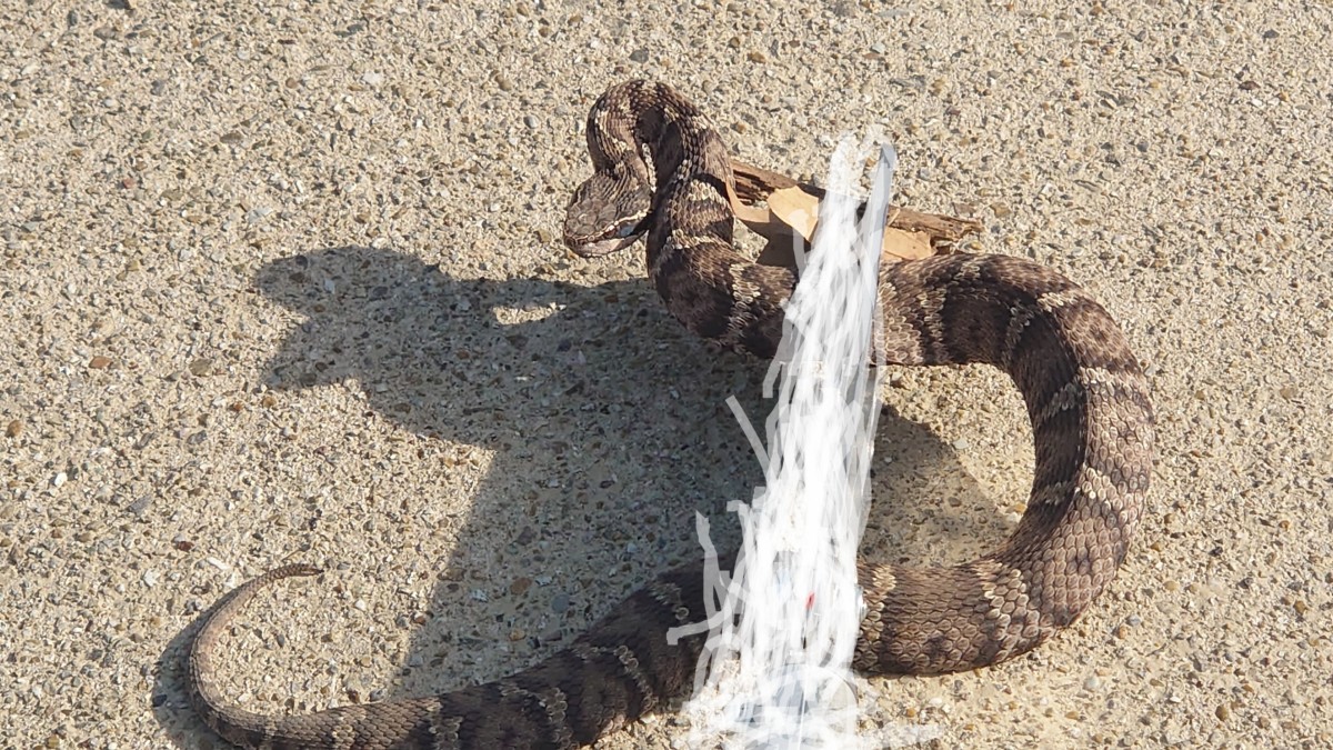 岡崎市でマムシを捕獲 廃屋の波板の下に潜んでいた ヘビの捕獲お任せ