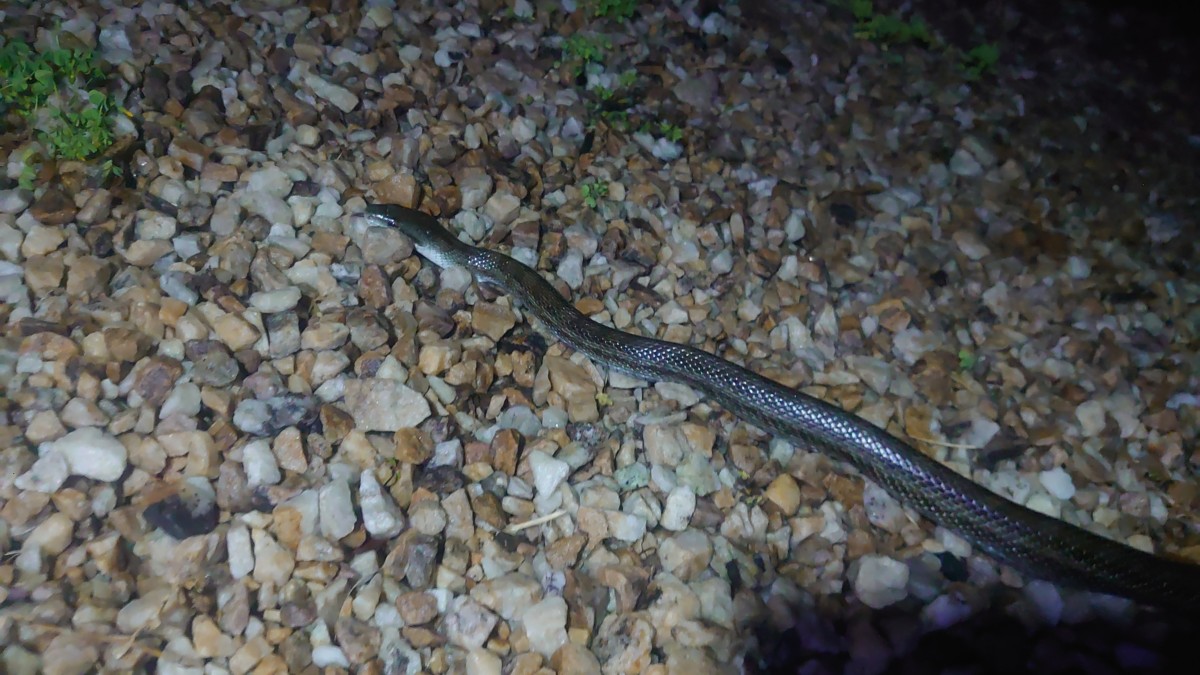 岡崎市でマムシを捕獲 廃屋の波板の下に潜んでいた ヘビの捕獲お任せ