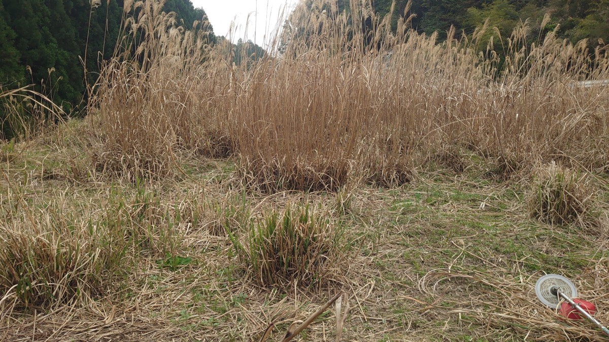 みよし市や日進市 東郷町等の高速道路沿いの巨大化した枯れたススキの除草作業は専門です